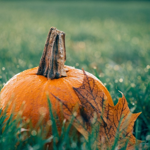 🍂 Aktuelle Gartentipps f&uuml;r September