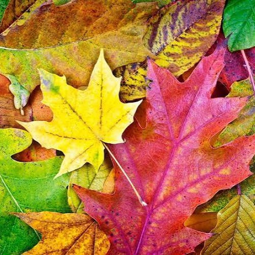 Gartentipps Oktober - Zauber im Kleingarten: Mach dein gr&uuml;nes Paradies fit f&uuml;r den Winter! 🍂🌻