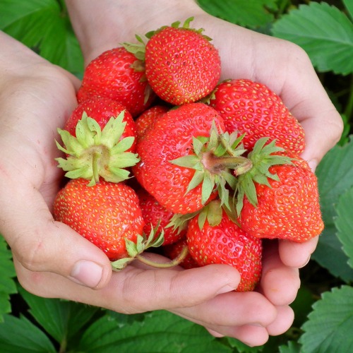 🍓 Erdbeeren erfolgreich im eigenen Garten anbauen